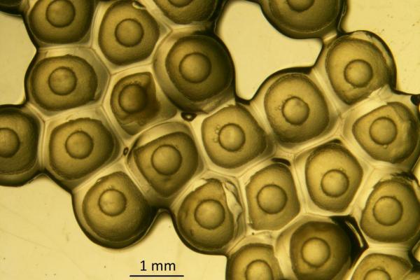 Yellow perch eggs Yellow perch eggs