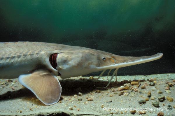 NEBRASKAland Magazine - Pallid Sturgeon