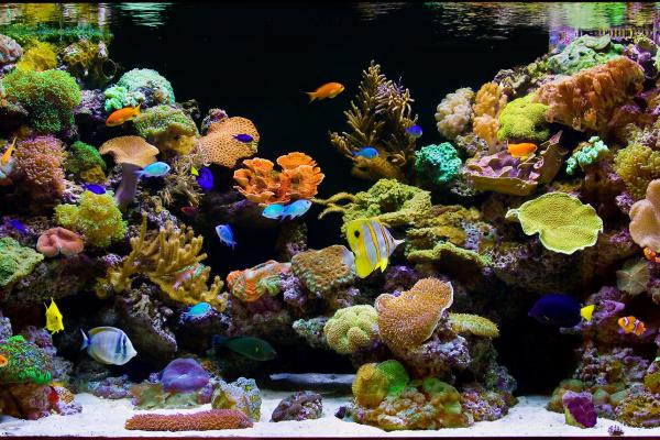 Aquarium aquaculture Aquarium aquaculture