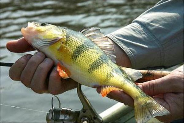 Yellow Perch (photo credit: pic2fly.com)