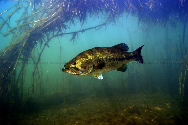Black Bass Black Bass