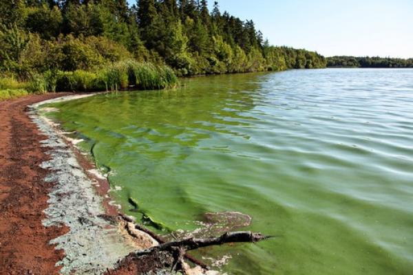 lake with algae shore of forest with cyanotoxin filled water
