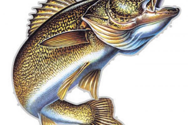 Walleye Walleye jumping