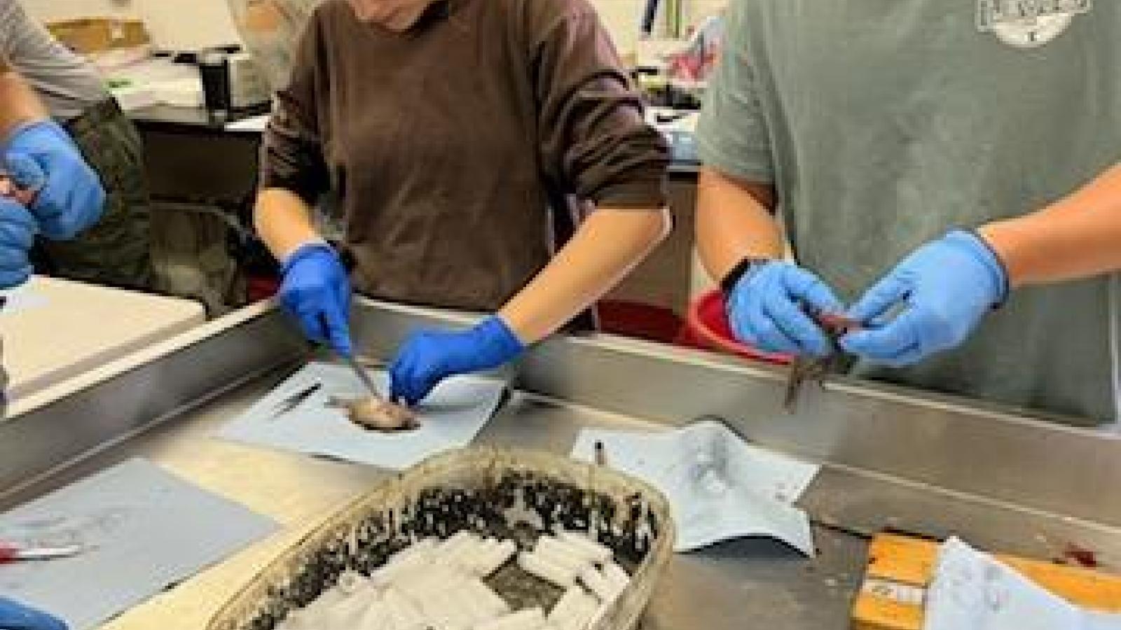 REU students and DOW staff participating in a dissection demonstration