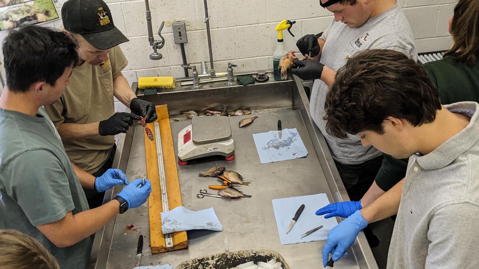 REU students and DOW staff participating in a dissection demonstration