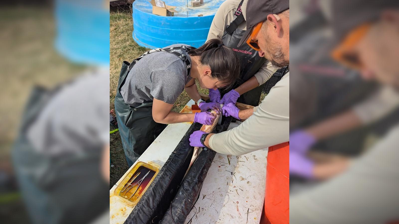 Demetra Williams surgically implanting a tag in a fish