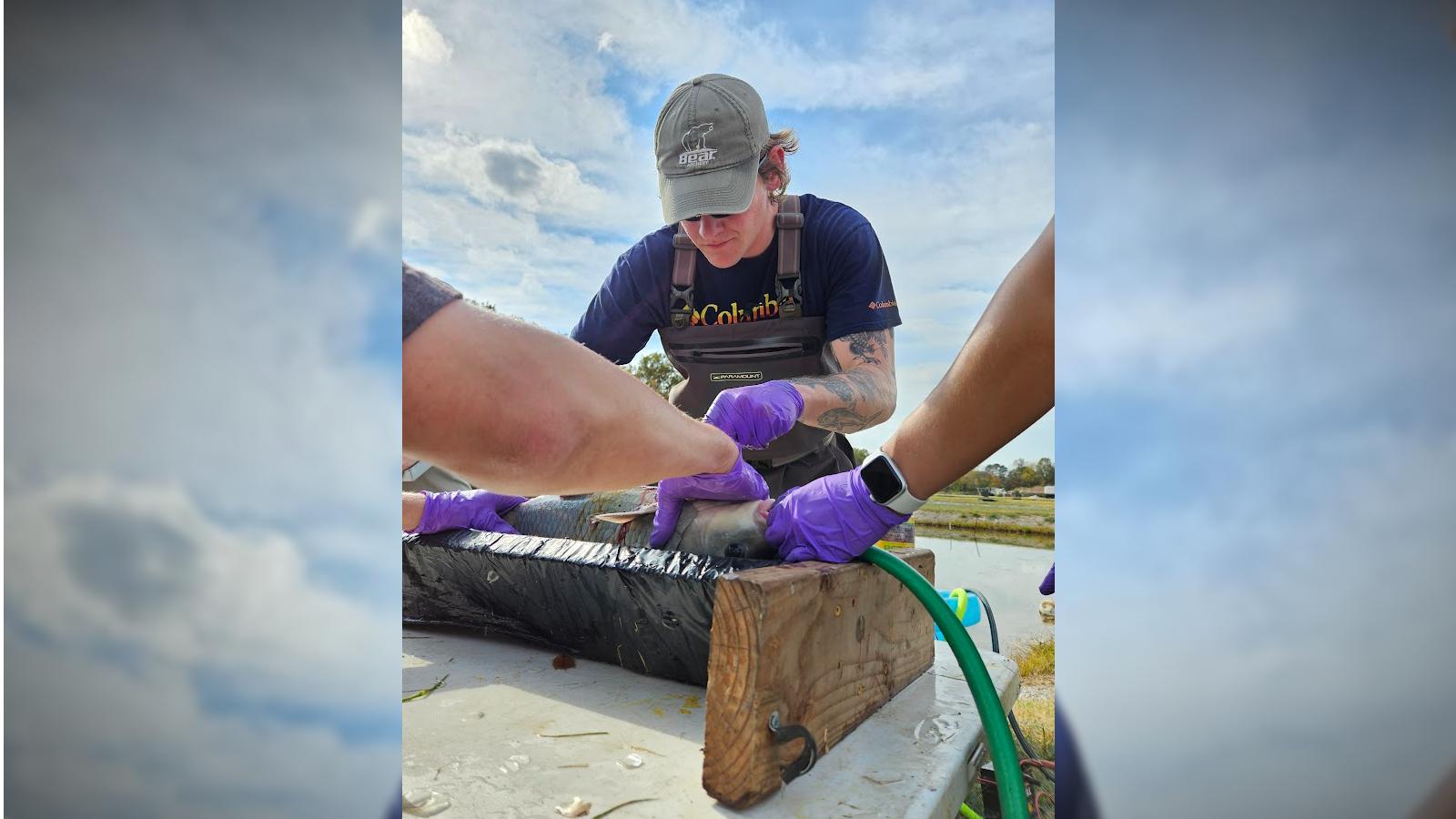 James Dowling surgically implanting a tag in a fish