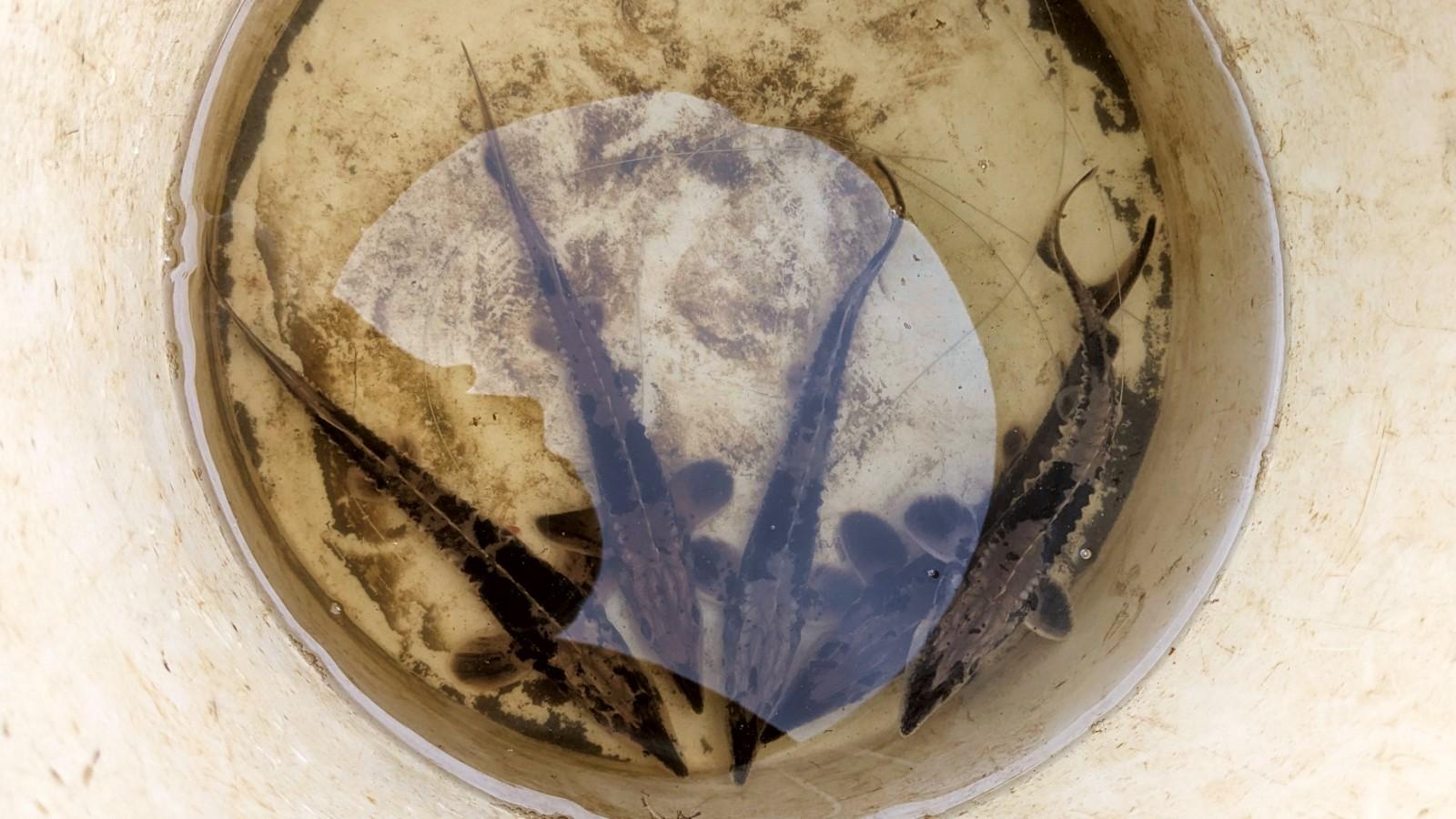 Four small sturgeon in a bucket