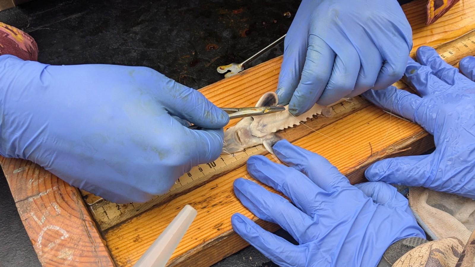 Gloved hands surgically implanting a tag into a small sturgeon on a wooden measuring board.
